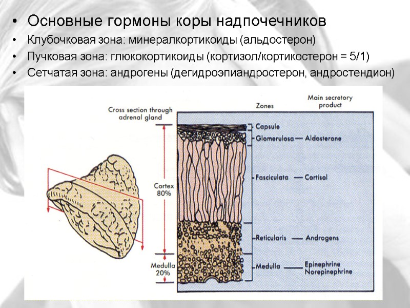 Основные гормоны коры надпочечников Клубочковая зона: минералкортикоиды (альдостерон) Пучковая зона: глюкокортикоиды (кортизол/кортикостерон = 5/1)